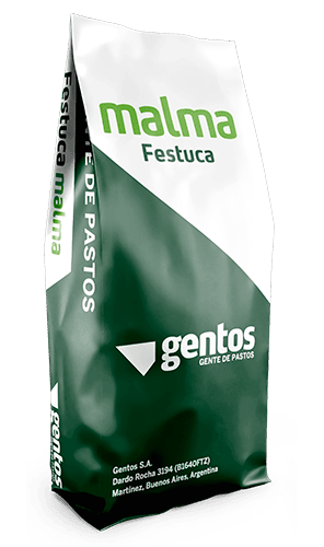 Malma Festuca